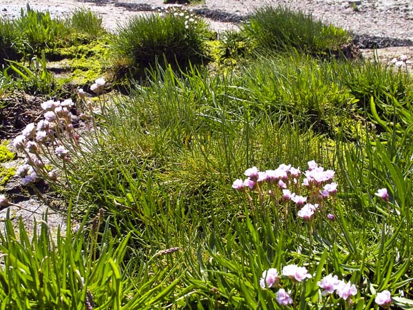 Thrift,Armeria maritima,Severn Beach